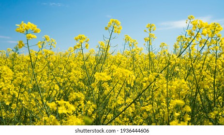 The rapeseed field blooms with bright yellow flowers on blue sky in Ukraine. Closeup