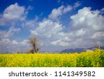 Rapeseed field blooms. Flowering plantations with rapeseed near Naples. Flowering field in Acerra.