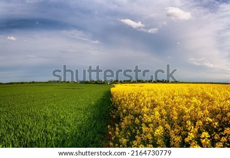 rapeseed field blue sky clouds summer beautiful view panorama landscape yellow flowers field blossoms