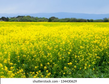 Rapeseed field, Brassica napus (mustard family)