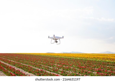 Rapeseed field and flying Phantom 4 Pro Plus drone UAV quadcopter which