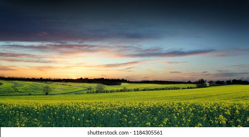 Rapeseed Field In Hertfordshire