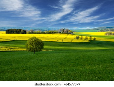 Rapeseed Field Landscape. Field