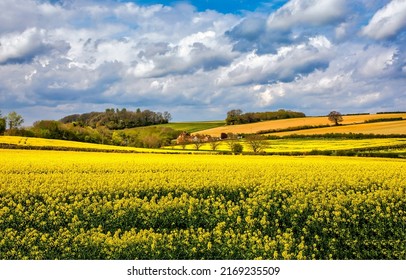 Rapeseed field on agricultural land. Agriculture rapeseed field landscape. Rapeseed field landscape. Yellow rapeseed field landscape - Shutterstock ID 2169235509