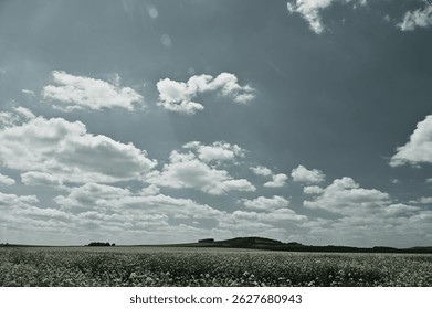 Rapeseed field spring, May, dramatic sky, black and white
