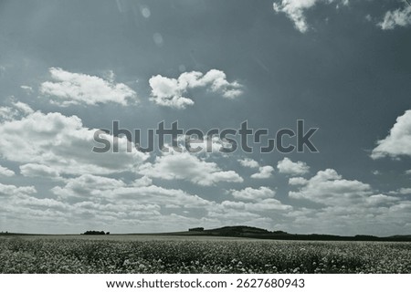 Rapeseed field spring, May, dramatic sky, black and white