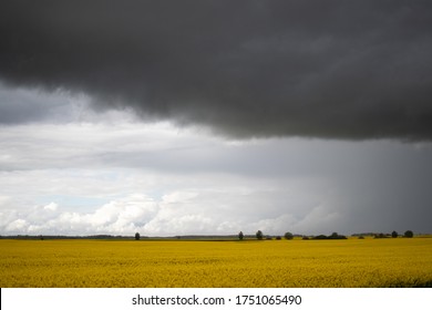 Rapeseed field in with storm clouds
