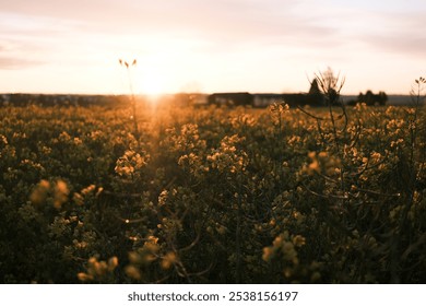 a rapeseed field at sunset - Powered by Shutterstock