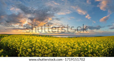 Rapeseed field at sunset. Blooming canola flowers panorama. Rape on the field in summer. Bright Yellow rapeseed oil