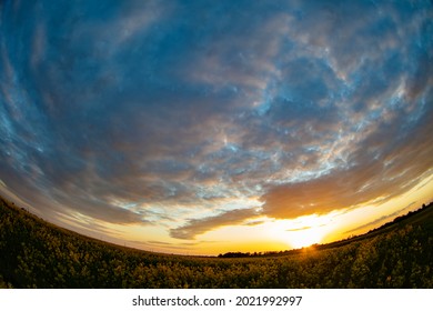 Rapeseed field and sunset sky captured with a fisheye lens