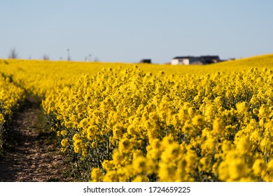 Rapeseed Field In Skåne, Sweden