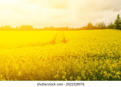 Rapeseed Field Texture Background. Canola Landscape, Yellow Oilseed Blossoms, Mustard Flowers Field, Rape Seed Farm, Colza Natural Pattern