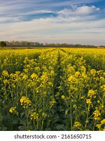 Rapeseed Field Till The Horizon: Vanishing Point