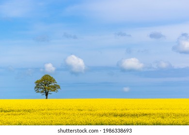 Rapeseed field, tree and sky. Yellow blooming rape flowers. Farmland landscape. Spring background. - Powered by Shutterstock