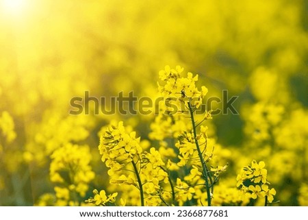 Rapeseed field with yellow flowers, natural agricultural eco spring background