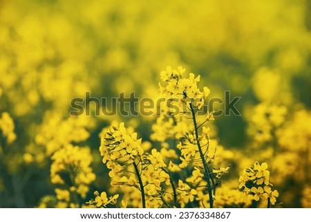 Rapeseed field with yellow flowers, natural agricultural eco spring background