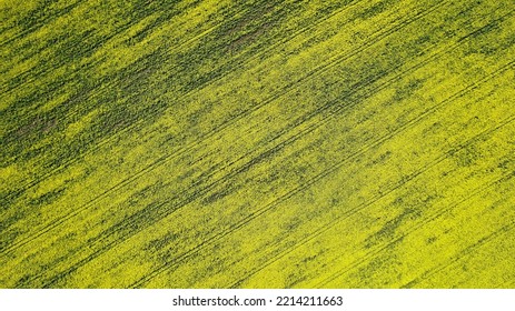 Rapeseed Fields From Above. Abstract Landscape Yellow Pattern. Nature Texture With Rape. Background.