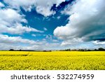 Rapeseed fields, England