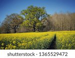 Rapeseed fields in flower, with trees lining the background, Surrey England