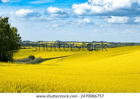 rapeseed fields in landscape with clouds in spring time denmark