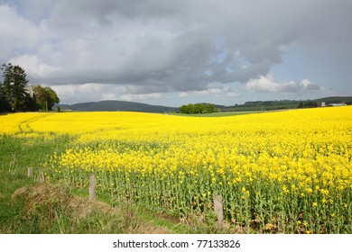 Rapeseed fields in Springtime, Scotland