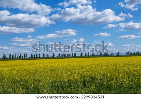 rapeseed fields yellow colors and sky with blue clouds italy europe