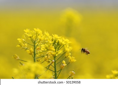 Rapeseed Flower And Bee