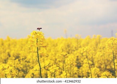 Rapeseed Flower With Bee On It In Rapeseed Field