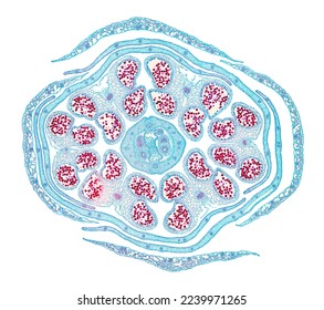 Rapeseed flower bud, cross section, 20X light micrograph. Brassica napus subsp. napus,  also known as rape or oilseed rape, a flowering plant, under the light microscope. Isolated on white background. - Shutterstock ID 2239971265