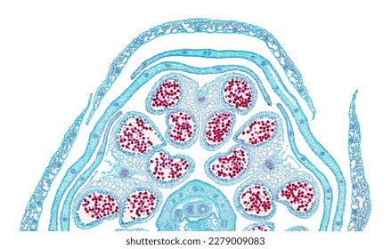 Rapeseed flower bud halve, cross section, 20X light micrograph. Brassica napus subsp. napus,  also known as oilseed rape, a flowering plant, under the light microscope. Isolated on white background. - Shutterstock ID 2279009083