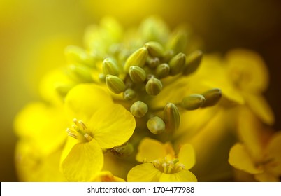 Rapeseed Flower Closeup. Colza (canola) Plant For Green Energy, Oil Industry And Honey Plant. Rape Seed Flower Macro View On Blurred Background.