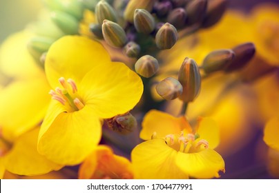 Rapeseed Flower Closeup. Colza (canola) Plant For Green Energy, Oil Industry And Honey Plant. Rape Seed Flower Macro View On Blurred Background.