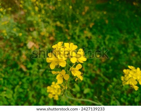rapeseed flower closeup in the spring field.