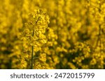 Rapeseed flower closeup.Blooming rapeseed (Brassica napus).Oilseed, canola, colza.Blooming yellow canola flower meadows.Macro photo.