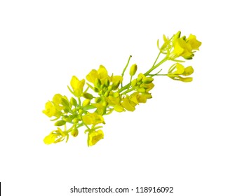 Rapeseed Flower Isolated On White Background