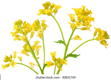 Rapeseed Flower Isolated On White Background