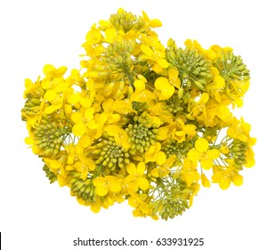 Rapeseed flower isolated on white background. Brassica napus blossom. Top view