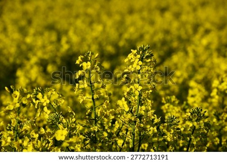 Rapeseed flowers blooming in the fields