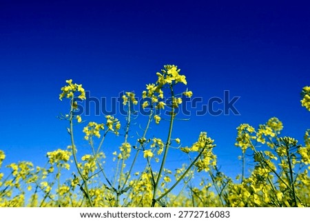 Rapeseed flowers blooming in the fields