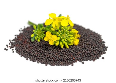 Rapeseed flowers and rapeseed grains isolated against white background