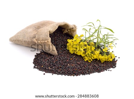 Rapeseed with flowers. Isolated.