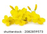 Rapeseed flowers isolated on white background