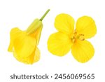 Rapeseed flowers isolated on white background, Top view. Flat lay