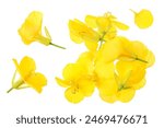 Rapeseed flowers isolated on white background, Top view. Flat lay