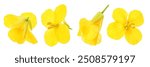 Rapeseed flowers isolated on white background, Top view. Flat lay