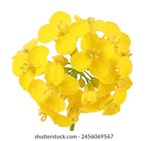 Rapeseed flowers isolated on white background, Top view. Flat lay - Powered by Shutterstock