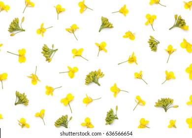 Rapeseed flowers isolated on white background. Flat lay. Top view