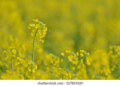 アブラナ の写真素材 画像 写真 Shutterstock