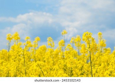 Rapeseed flowers, yellow canola field closeup. Flowering Brassica Napus plant against cloudy sky. Beautiful landscape with rapeseed field. Agriculture industry. Nature countryside Wallpaper - Powered by Shutterstock