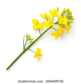 Rapeseed Isolated On White Background. Canola Flower. Brassica Napus. Top View